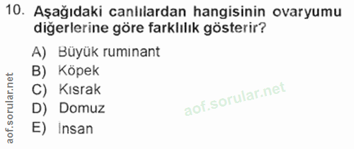 Soru 10