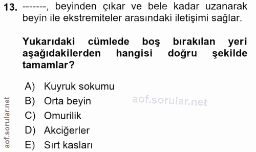 Soru 13