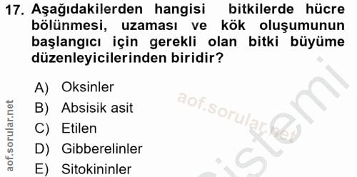 Soru 17