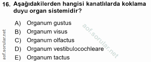Soru 16