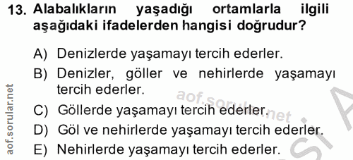 Soru 13