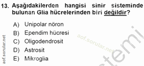 Soru 13