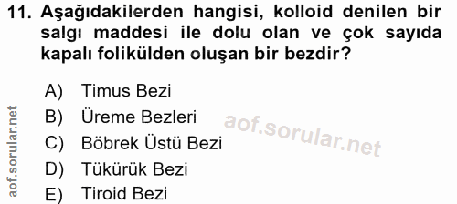 Soru 11