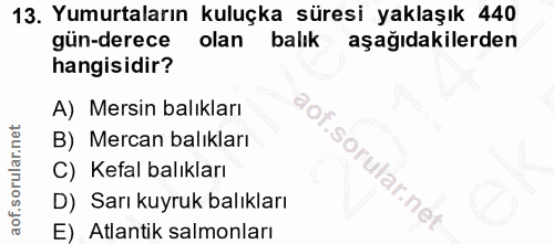 Soru 13