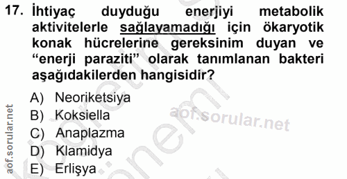 Soru 17