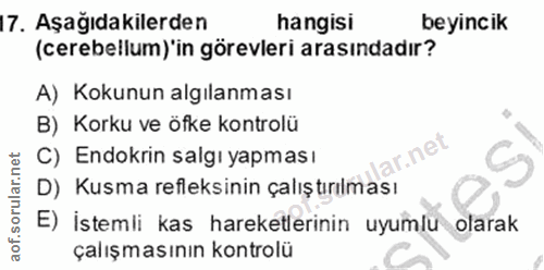 Soru 17