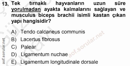Soru 13