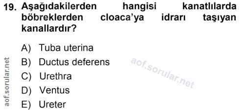 Soru 19