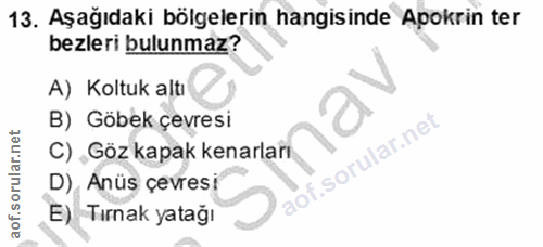 Soru 13