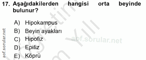 Soru 17