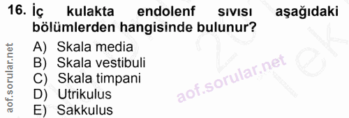Soru 16