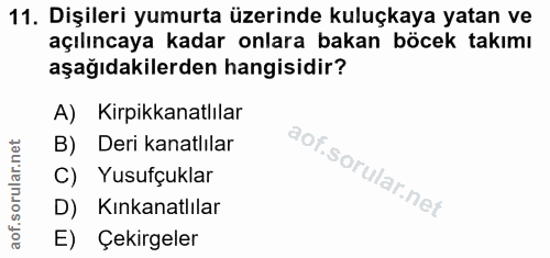 Soru 11