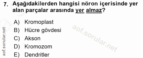 Soru 7