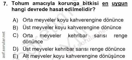 Soru 7