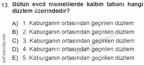 Soru 13