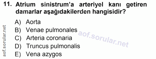Soru 11