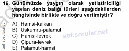 Soru 16