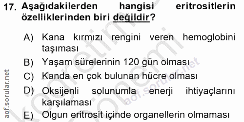 Soru 17