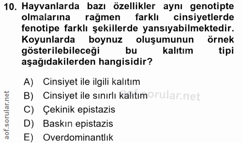 Soru 10
