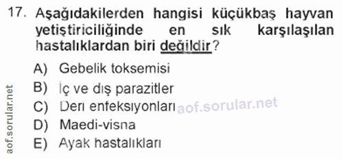 Soru 17