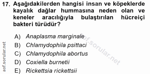 Soru 17