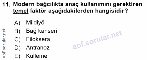 Soru 11