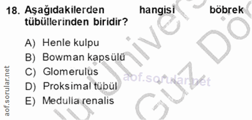 Soru 18