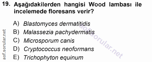 Soru 19
