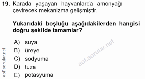 Soru 19