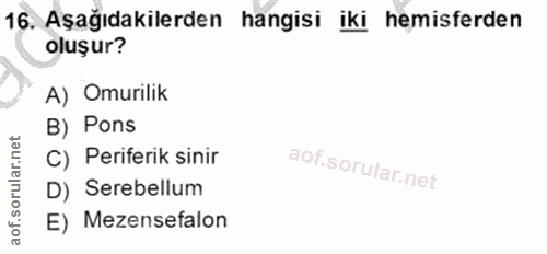 Soru 16