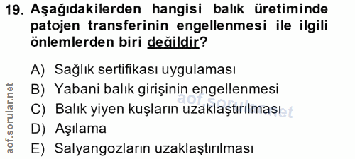 Soru 19