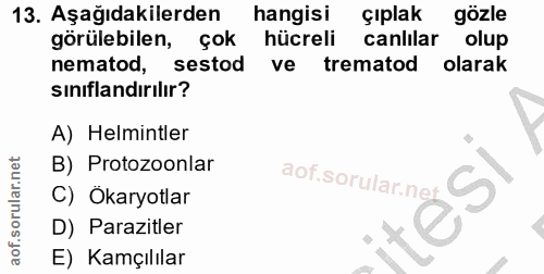 Soru 13