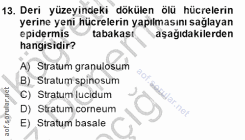 Soru 13