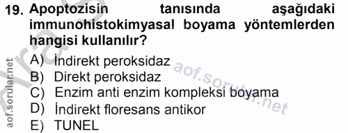 Soru 19