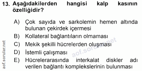 Soru 13