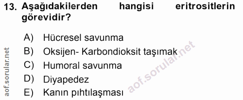Soru 13