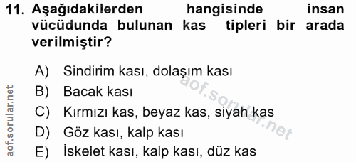 Soru 11