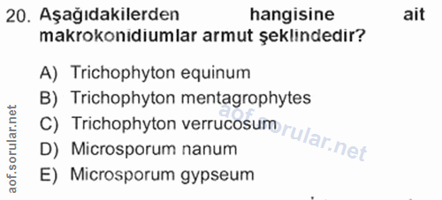 Soru 20