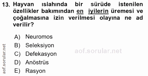 Soru 13