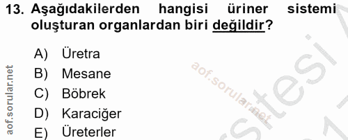Soru 13