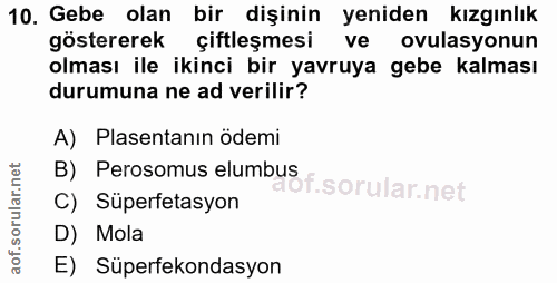 Soru 10