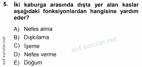 Soru 5