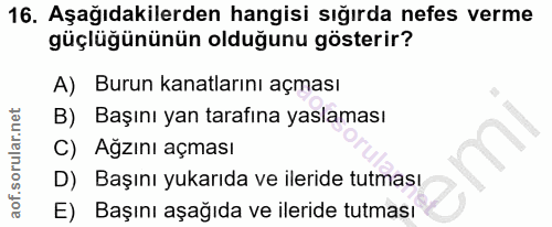 Soru 16