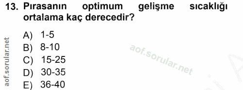 Soru 13