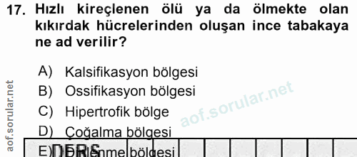 Soru 17