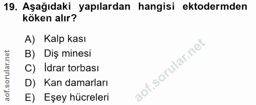 Soru 19