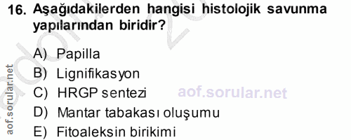Soru 16