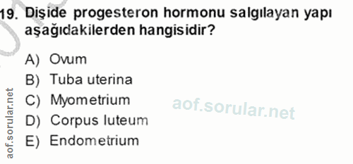 Soru 19
