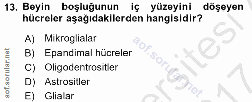 Soru 13