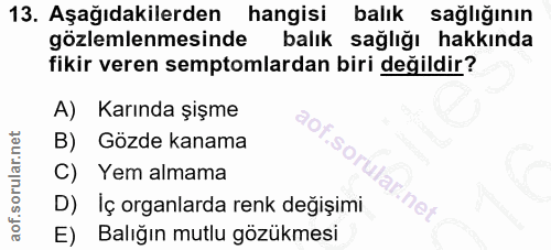 Soru 13